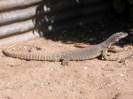 Goanna - James Well