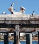 Shags on Ardrossan Silo Jetty